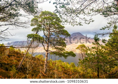 Beautiful view of the ancient Caledonian Forest on the slopes of Ben Eighe Nature Reserve above Loch Maree in the Highlands of Scotland. This is a world-class unspoilt wilderness - nature at its best.