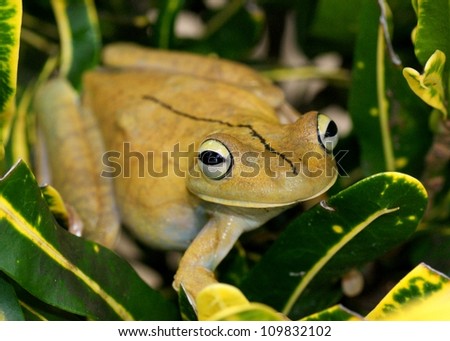A big treefrog in tropical foliage, the uncommon Gladiator Treefrog, Hypsiboas rosenbergi of Costa Rica