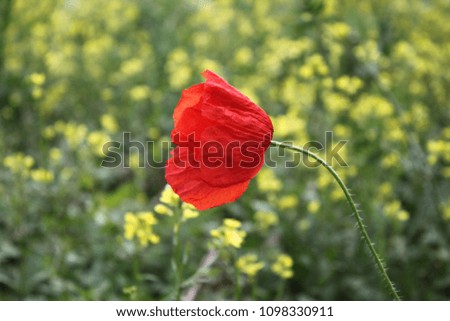 Beautiful poppies in nature