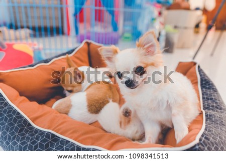 Chihuahua is sit on the bed with blur background
