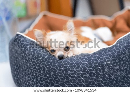 Chihuahua is sit on the bed with blur background