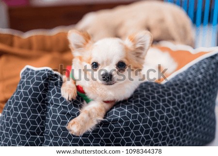 Chihuahua is sit on the bed with blur background 