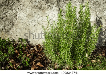 Fresh green rosemary bush. On the right side of the picture is the rosemary bush. On the left side below are fresh peppermint shoots that grow through dry leaves, above is space for the text.