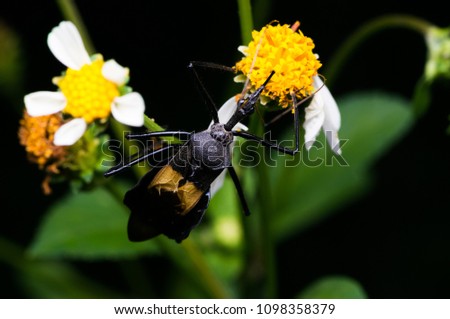 macro shot of assassin bug in nature