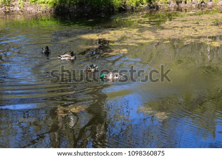 
Ducks on the river