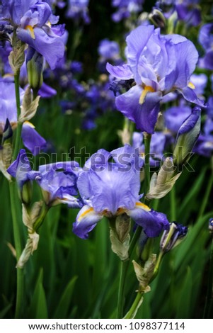 Close-up of two purple irises. Intense color shows the beauty of the flowers. In the background you can see other, not sharply pictured irises. The background is mostly green.