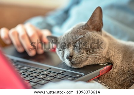 Blue British short-haired cat asleep on the laptop keyboard of its remote-working owner   Royalty-Free Stock Photo #1098378614