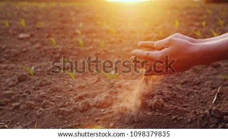 The hands of the young farmer keep fertile soil on the field with corn seedlings. Organic Products Concept