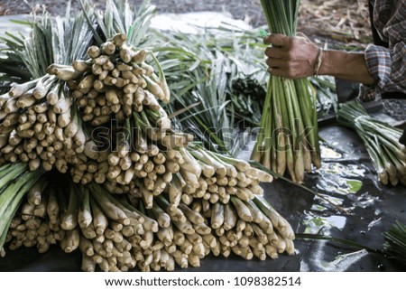 Lemon grass, Making agriculture in thailand Royalty-Free Stock Photo #1098382514