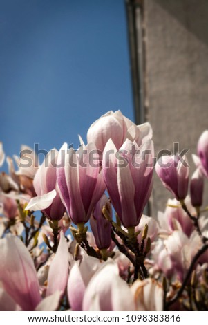 Closeup of light pink magnolia flowers. Flowers are visible in the lower half of the picture. The focus is on a pair of them in the middle. In the upper half is to see blue sky and part of the wall.
