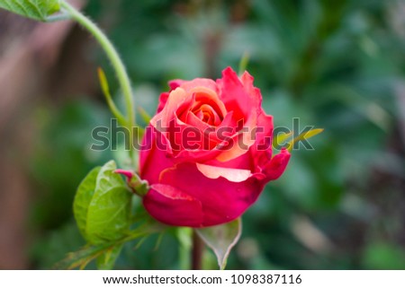 Nice roses background. Selective focus. Nice sunny evening