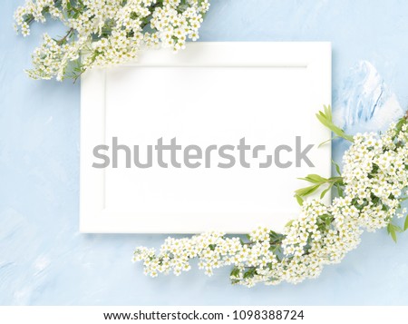 White flowers over the frame on blue concrete background. Backdrop with copy space