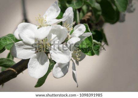 Close-up of white apple blossom. On the left side of the picture a couple of flowers can be seen on a branch. The background remains discreetly blurry.