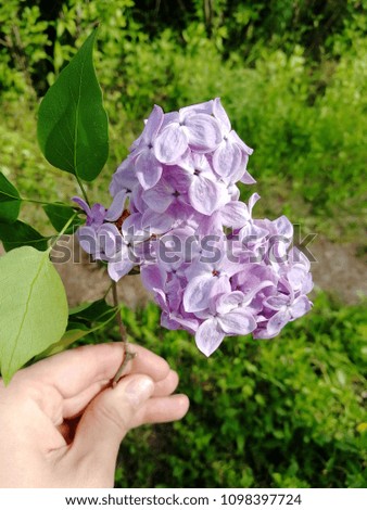 purple lilacs in hand. a branch of lilac of small purple flowers in a hand against a background of greenery. summer, spring.