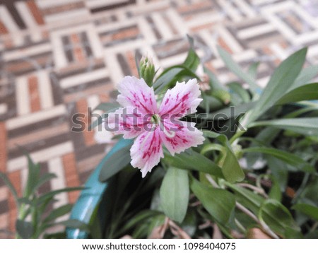 Dianthus caryophyllus flower