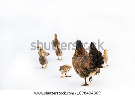 Group of bantam ,hen and chicks find food on the ground.