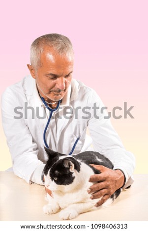 Veterinarian male doctor making checkup of a cat on pink yellow background.