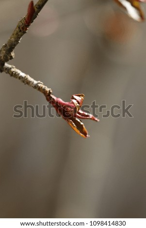 New little red maple leafs grows from the spring buds at warm sunny weather.
