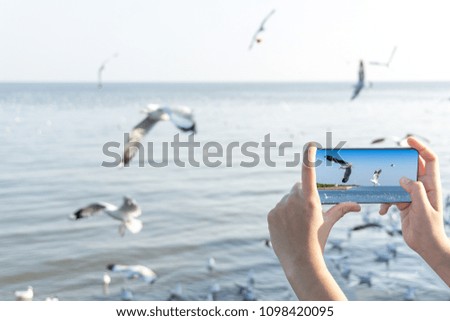Woman hand holding and Taking photo on smartphone of Seagulls fly freely on the sky above the coast on screen of modern smartphone.  Booking travel holiday concept.  
