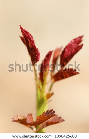 New little red leafs grows from the spring buds at warm sunny weather.