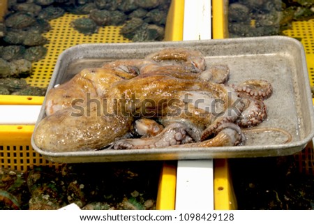 Fresh octopus for sale in inexpensive price at famous Dongmun Traditional Market in Jeju Island. This is a famous seafood market in South Korea. Royalty-Free Stock Photo #1098429128