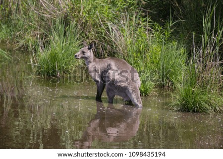 A Large Australian Eastern Grey Kangaroo seeks cooling refuge in a creek on a 40 degree celsius day.  Tough when you are furry