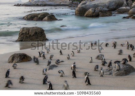 Time lapse image of African Penguins by the water at sunrise on Boulders Beach, Cape Town, South Africa. 