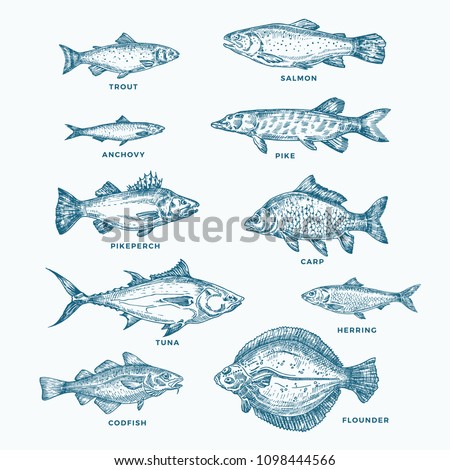 Hand Drawn Ocean or Sea and River Ten Fishes Set. A Collection of Salmon and Tuna or Pike and Anchovy, Herring, Trout, Carp Sketches Silhouettes. Isolated.