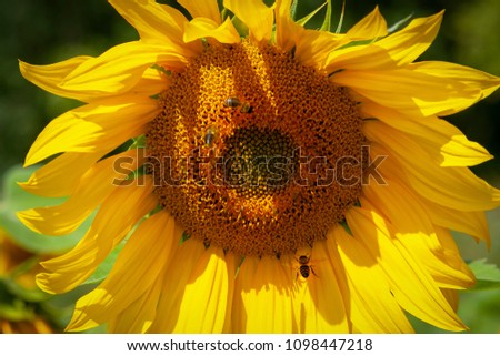 Sunflower flower with bees, close-up