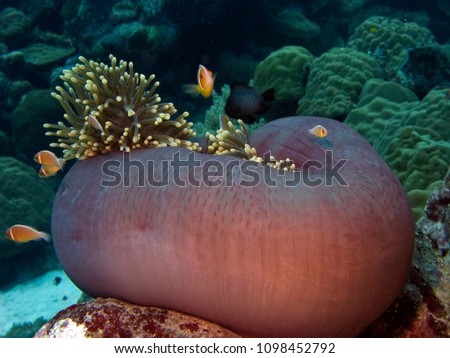 Underwater World of Kosrae Island in Micronesia