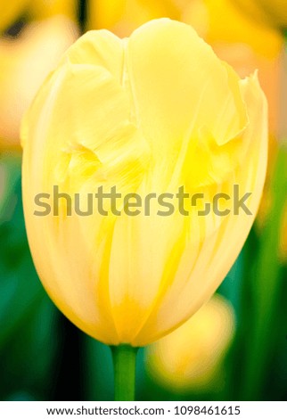 lovely yellow tulip flowers stand on the green stick with green leaves. Tulips themselves are special to receive the overall meaning of perfect love. 