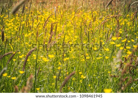 Summer time in Europe is full of blooming in the field in the picture you can see the yellow and white flower are blooming 