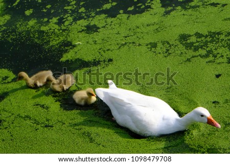 Gooses in lake of the Bois de la Cambre urban public park in Brussels, Belgium