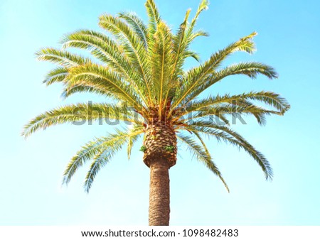 Travel, tourism, vacation, nature and summer holidays concept - palm tree on blue sky background 