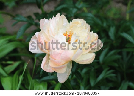 Beautiful light yellow blooming peony flower blossoming in the garden. Rose flower close up. Nature background.