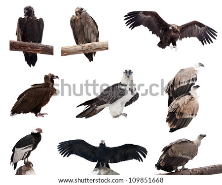 Set of vulture birds. Isolated over white background