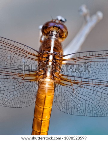 Closeup Dragonfly Segmented Wings