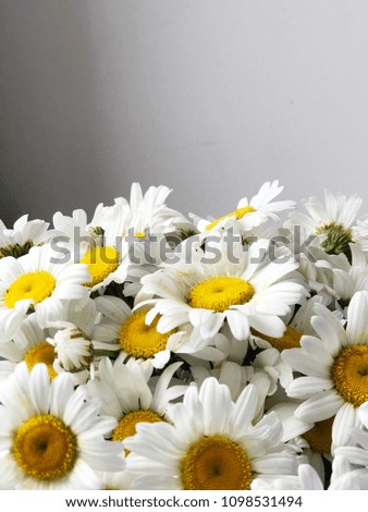 white daisy flowers on grey background