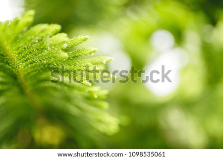 Beautiful Aruacaria heterophylla leaf / wallpaper. (Selective focus.)