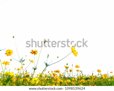 Yellow cosmos blossom, on a white background.