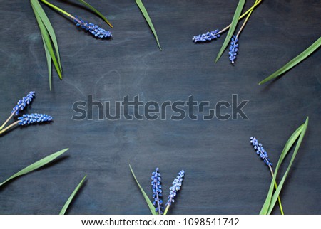 Muscari flowers on the dark blue background. Floral frame