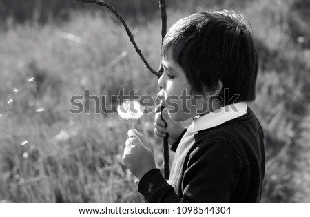 Black and white photo of kid holding wooden stick and blowing dandelion on the way back home from school, Active boy playing at te park in a hot sunny day on spring or summer
