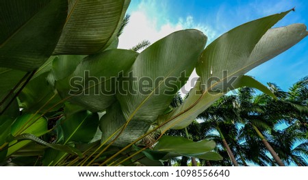 Green leaf and beautiful blue sky with sun light in the morning