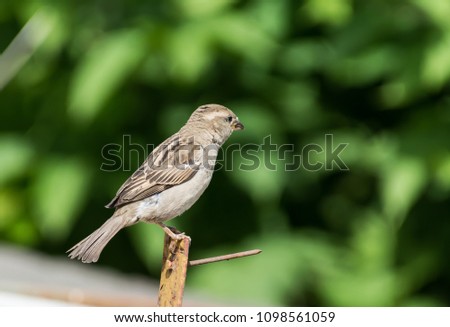 Image of sparrow on nature background.