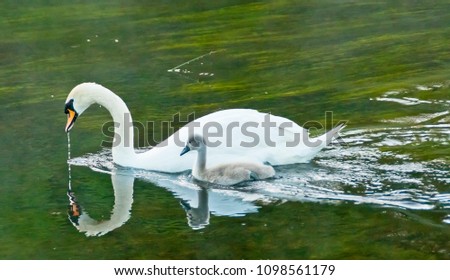 A swan and cygnet feed from pristine River Cong waters flowing past the doors of Ashford Castle, County Mayo, Ireland.