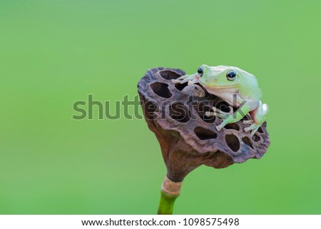 Dumpy Frog On Lotus Flowers , Frog, Amphibians