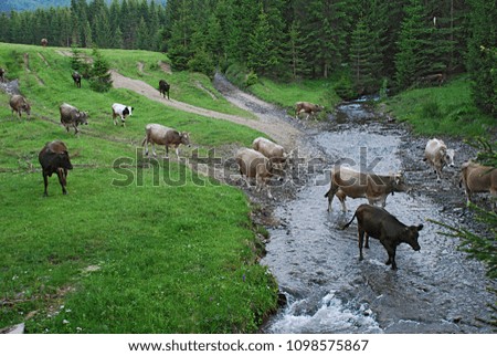A herd of cows crosses a mountain river, the Carpathians, Western Ukraine.