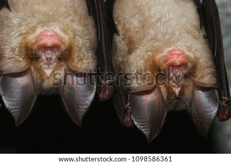 couple of greater horseshoe bat (Rhinolophus ferrumequinum) sleeping in its cave. Royalty-Free Stock Photo #1098586361