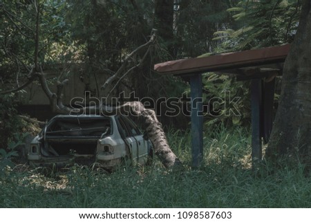 Abandoned car in the forest,Taiwan.