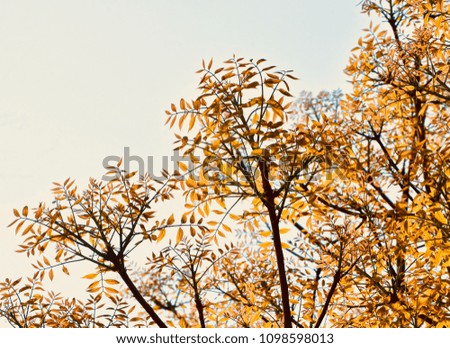 Beautiful yellow leaves of a tree in the autumn isolated unique natural photograph